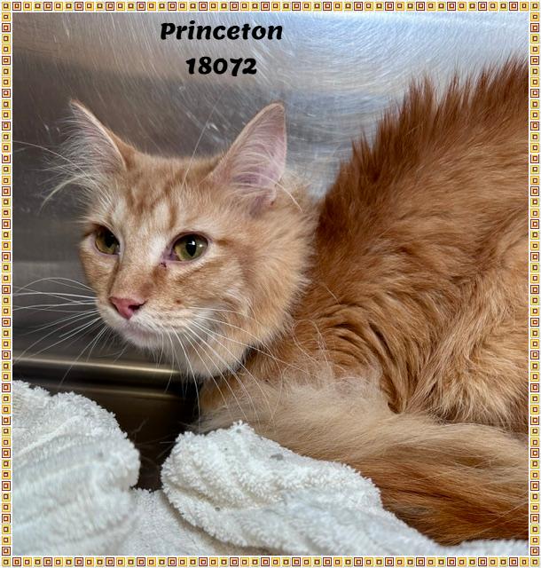 PRINCETON, adopted, Kitten Male Domestic Medium Hair & Tabby.