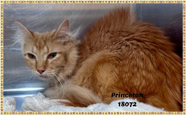 PRINCETON, an adopted mixed breed in Marietta, GA image 3/5