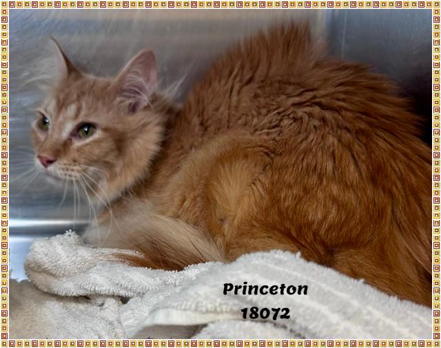 PRINCETON, an adopted mixed breed in Marietta, GA image 2/5