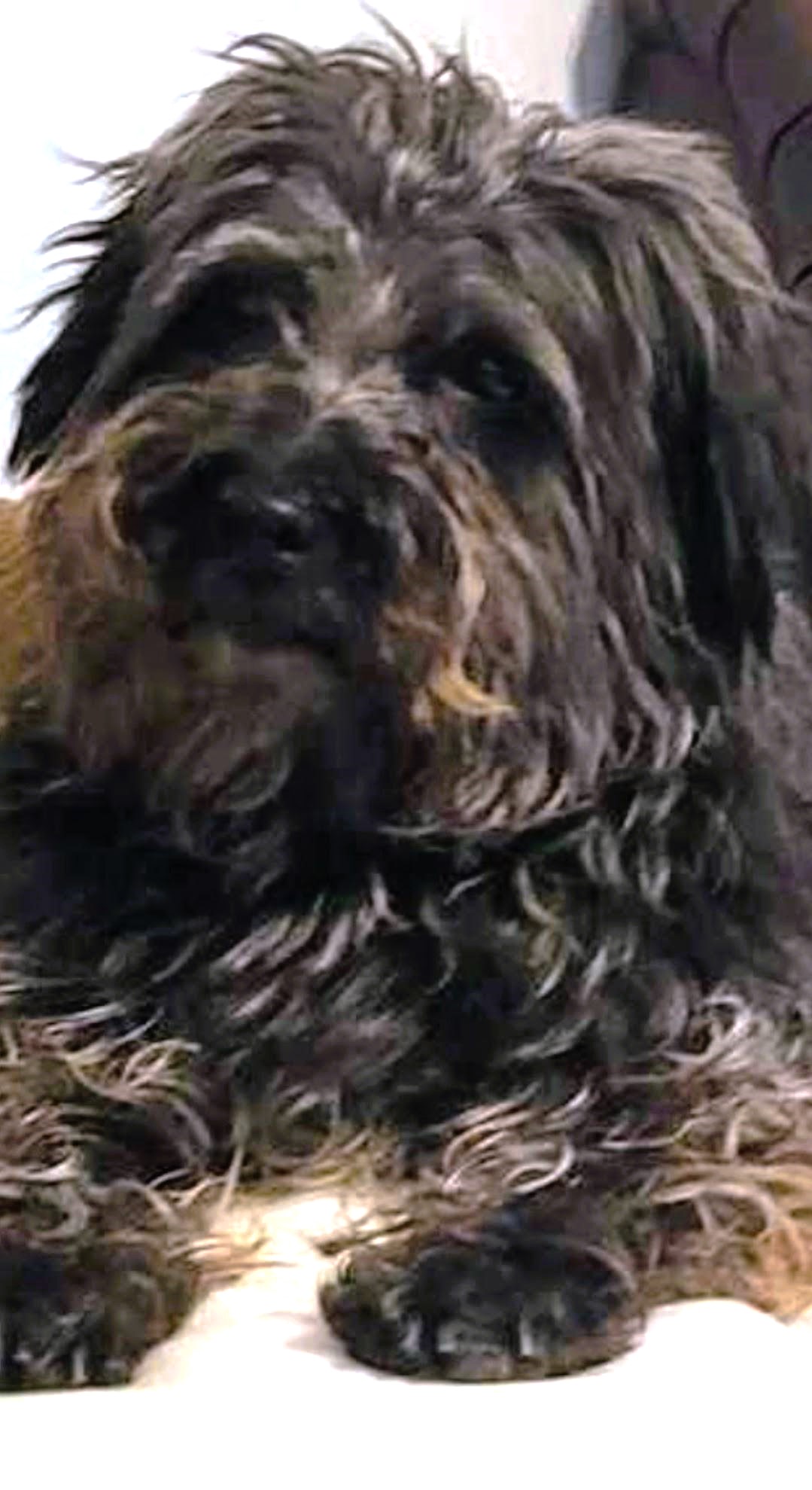 MADDIE, a Adopted mixed breed in Wooster, OH image 5/6