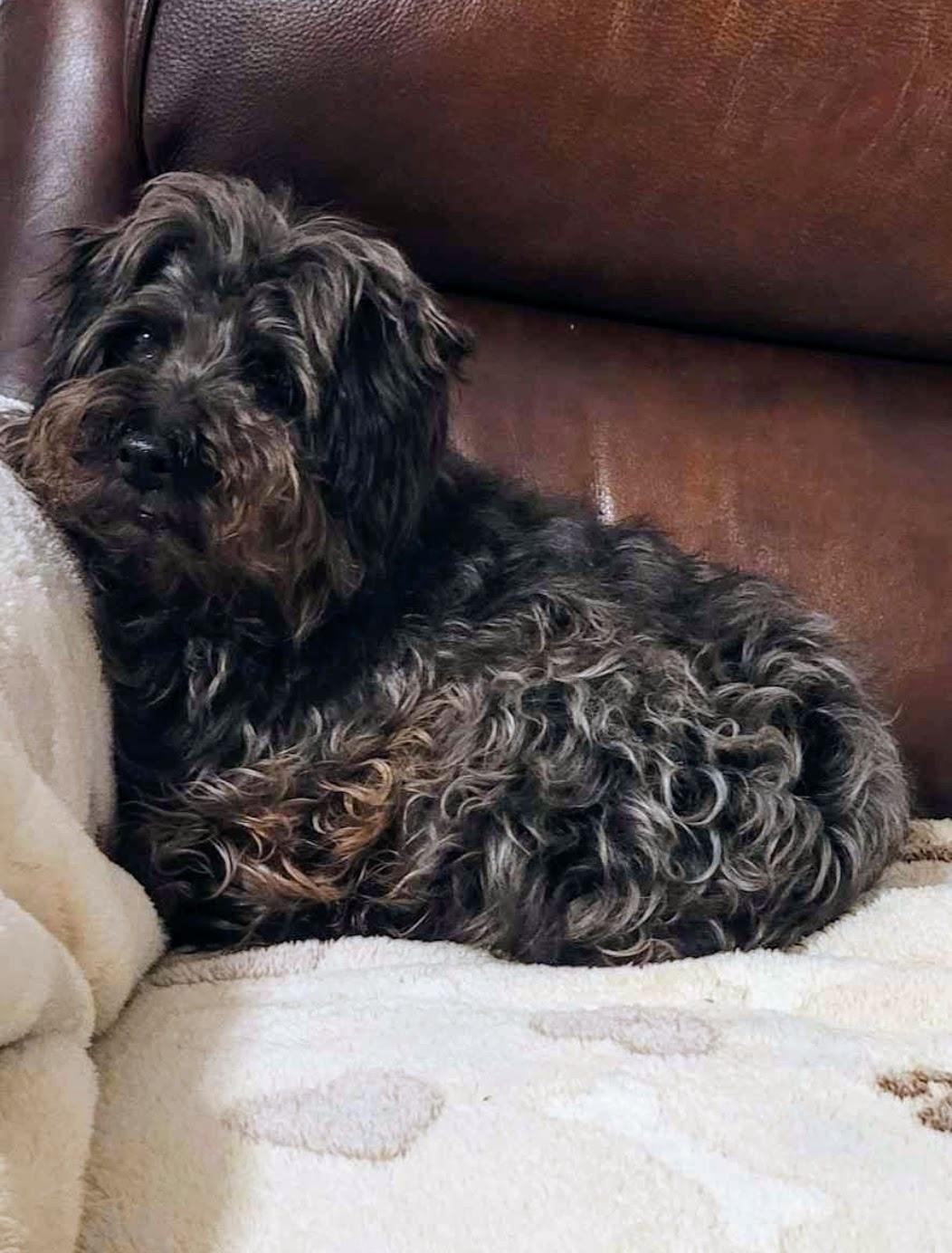 MADDIE, Adopted, Adult Female Yorkshire Terrier & Miniature Poodle.