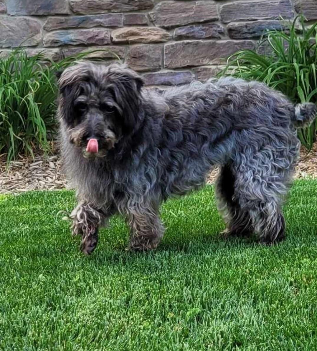 MADDIE, a Adopted mixed breed in Wooster, OH image 4/6