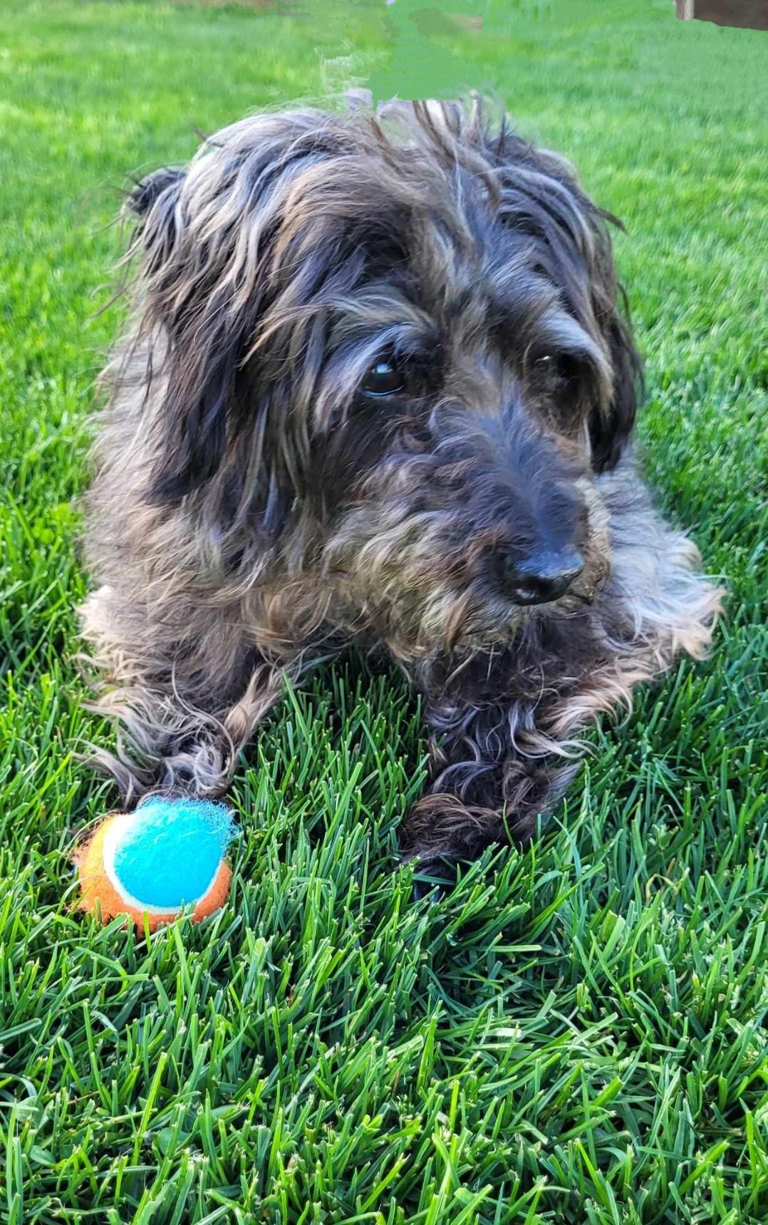 MADDIE, a Adopted mixed breed in Wooster, OH image 3/6