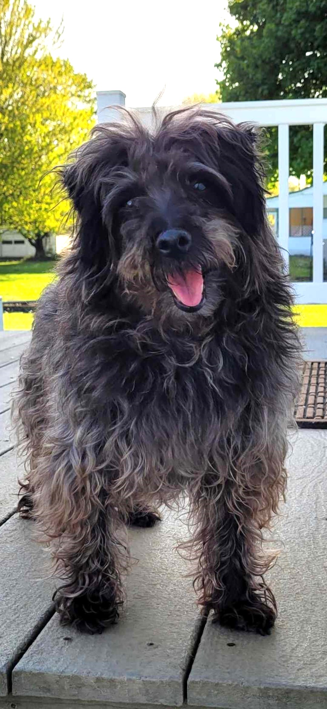 MADDIE, a Adopted mixed breed in Wooster, OH image 2/6