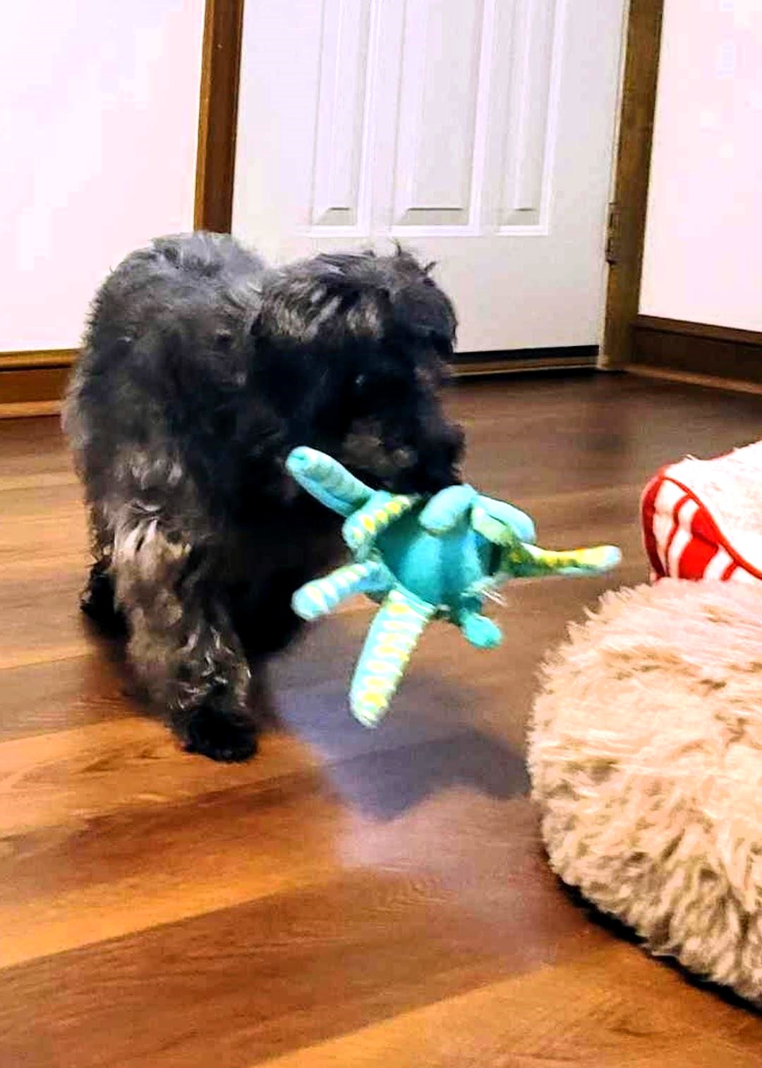 MADDIE, a Adopted mixed breed in Wooster, OH image 6/6