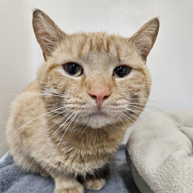 NOLAN, Adoptable, Adult Male Domestic Short Hair.