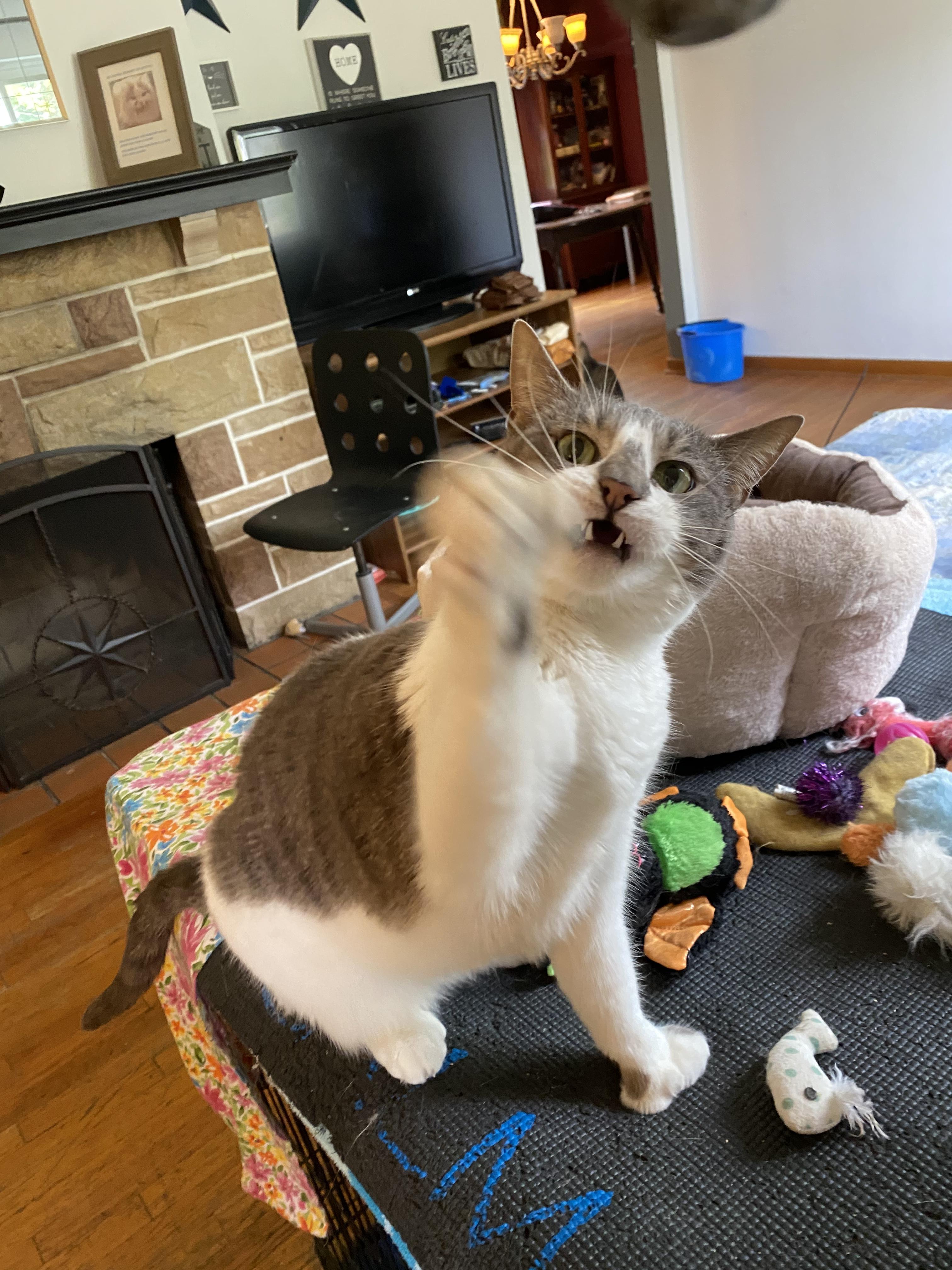 Tuna, Adoptable, Adult Female Domestic Short Hair.