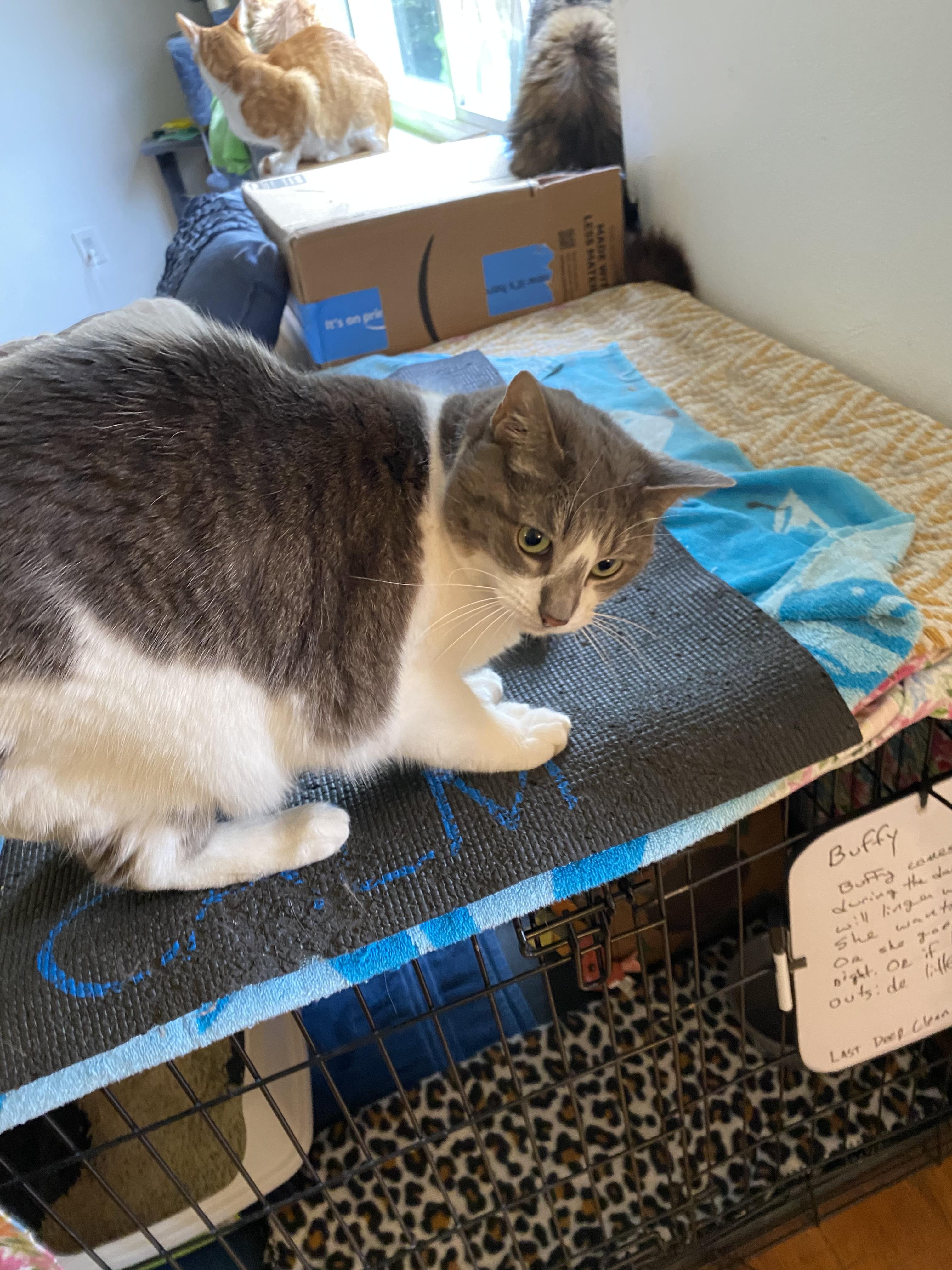 Enlarge Tuna, a Adoptable Domestic Short Hair in New Kensington, PA image 1/6