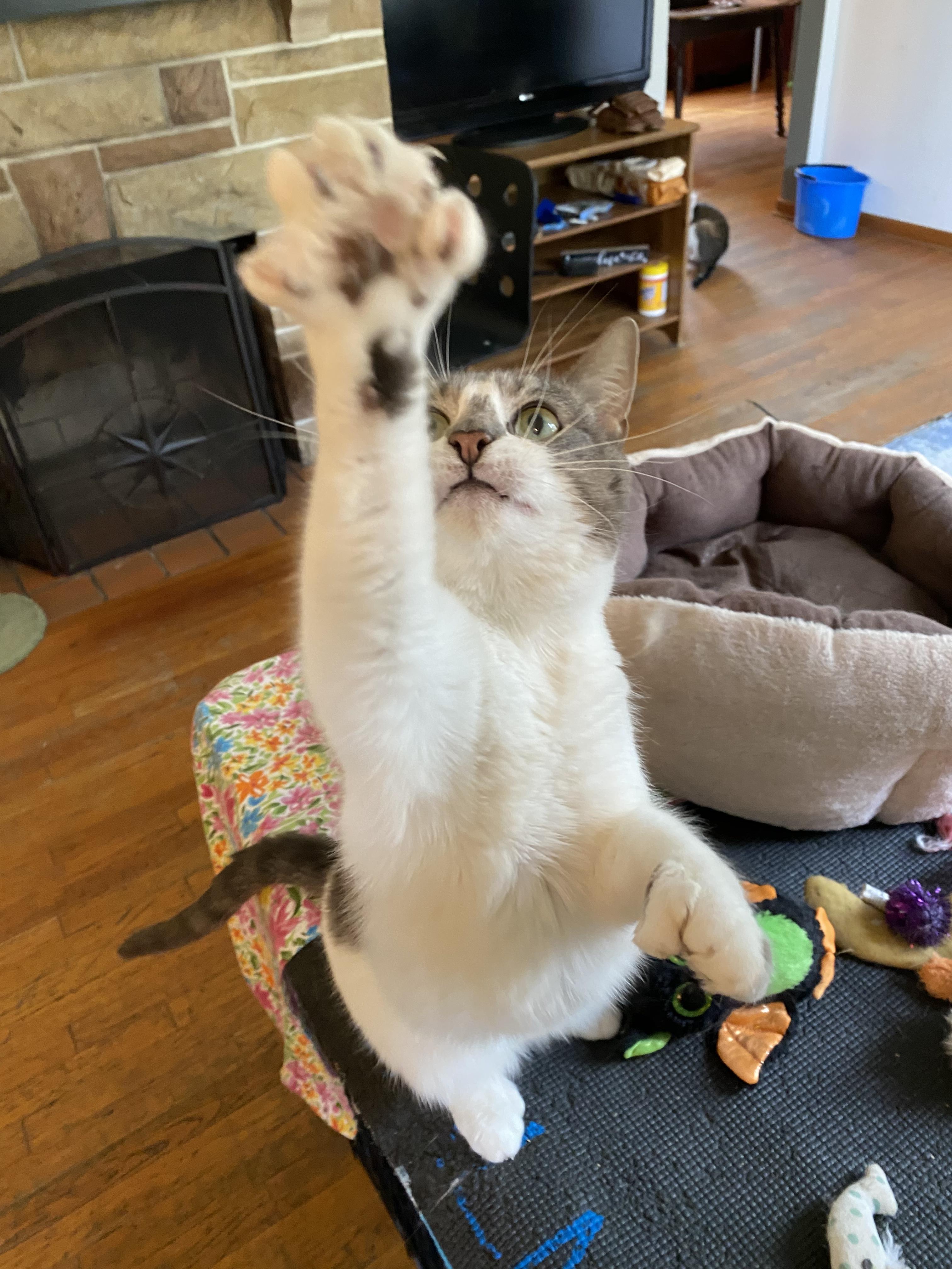 Enlarge Tuna, a Adoptable Domestic Short Hair in New Kensington, PA image 2/6