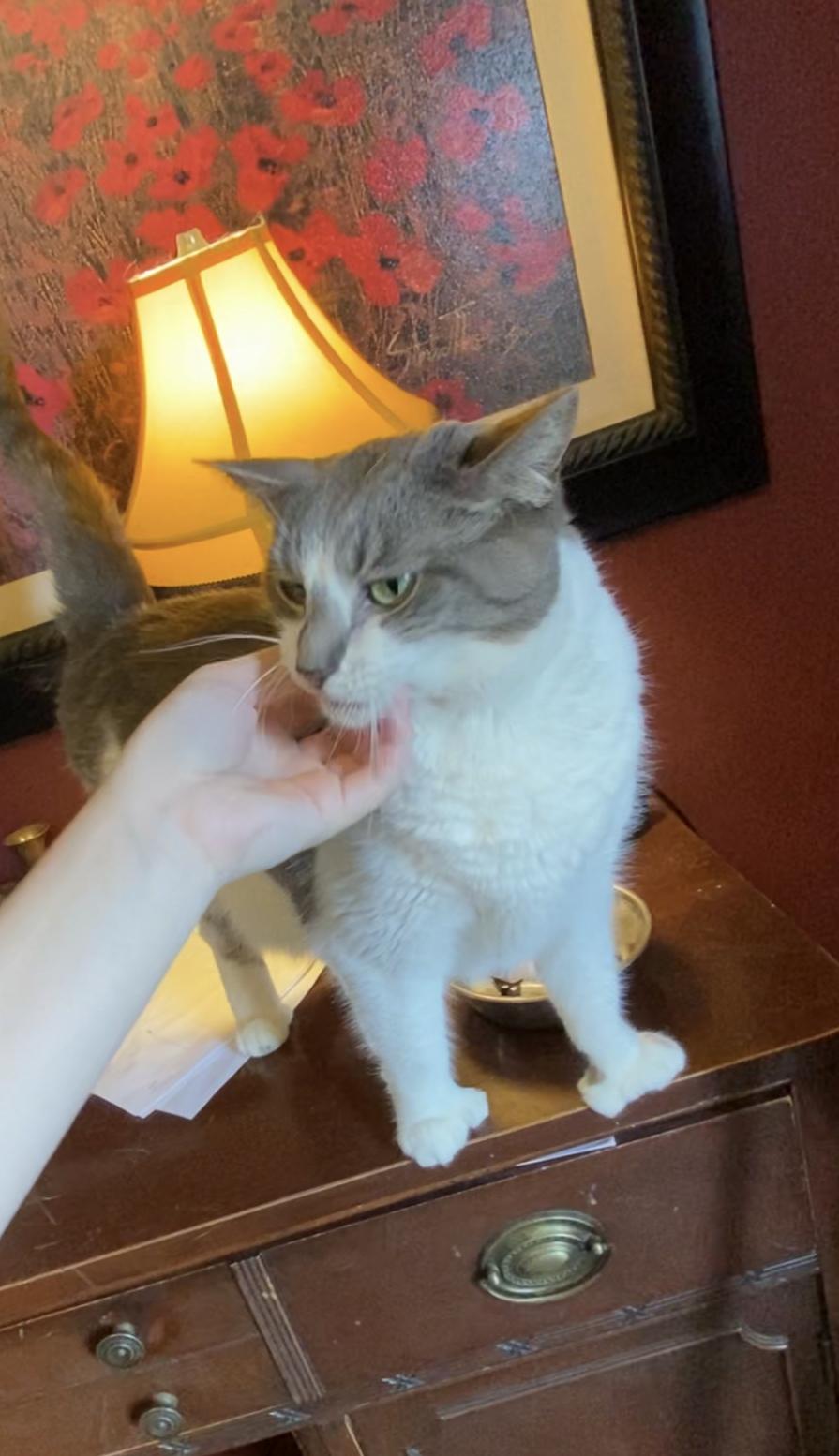 Enlarge Tuna, a Adoptable Domestic Short Hair in New Kensington, PA image 3/6