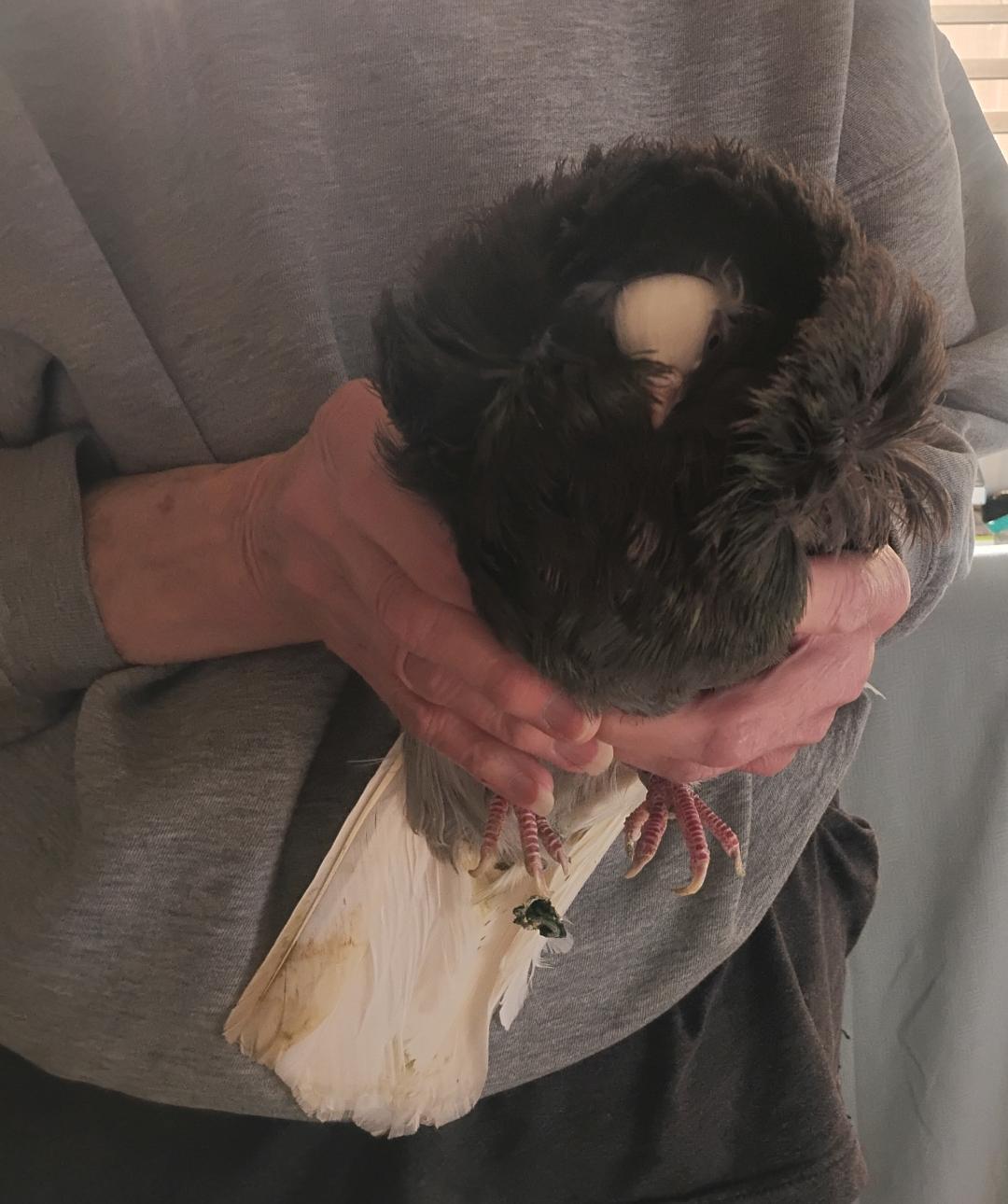 Enlarge Jacob, a ADOPTABLE mixed breed in Sulphur, OK image 2/2