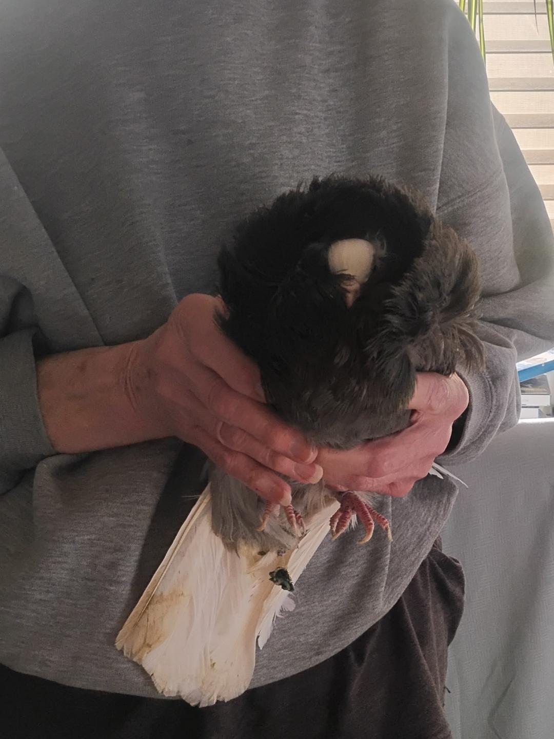 Jacob, ADOPTABLE, Adult Male Pigeon.