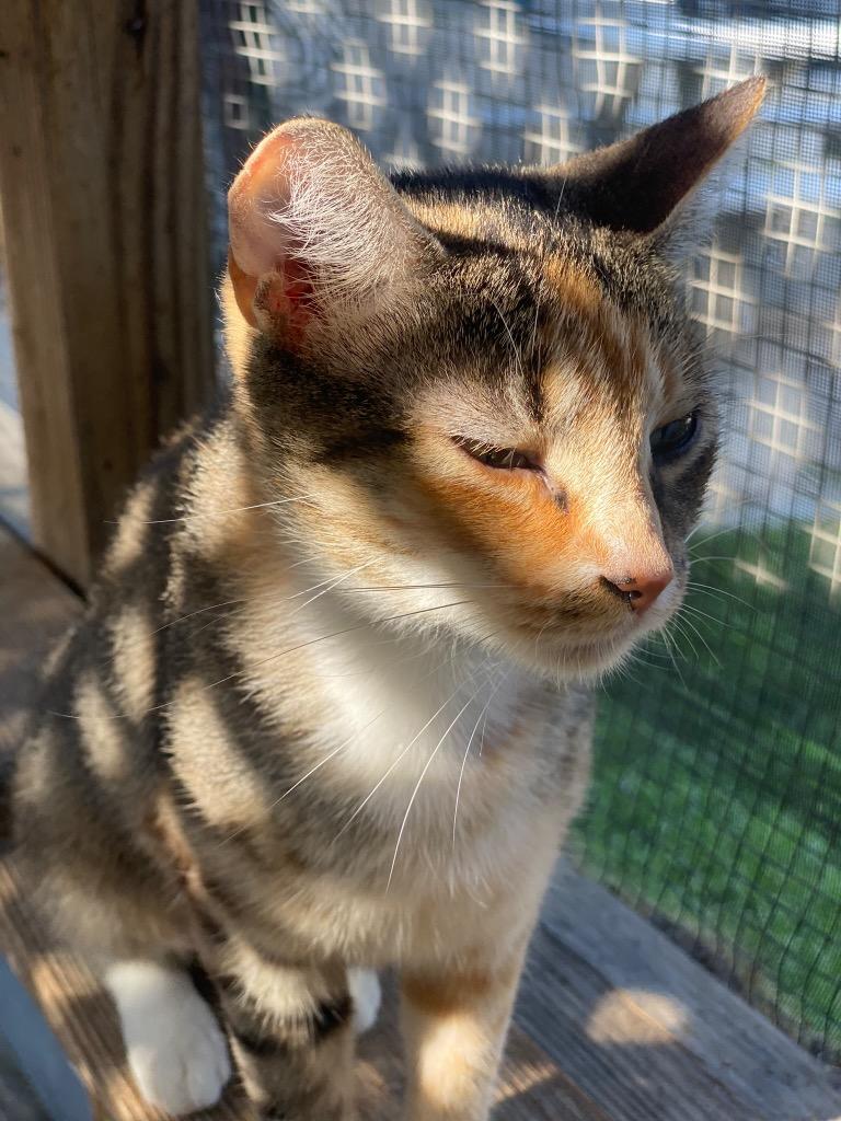 Enlarge Meringue, a Adoptable mixed breed in Berlin, MD image 2/6