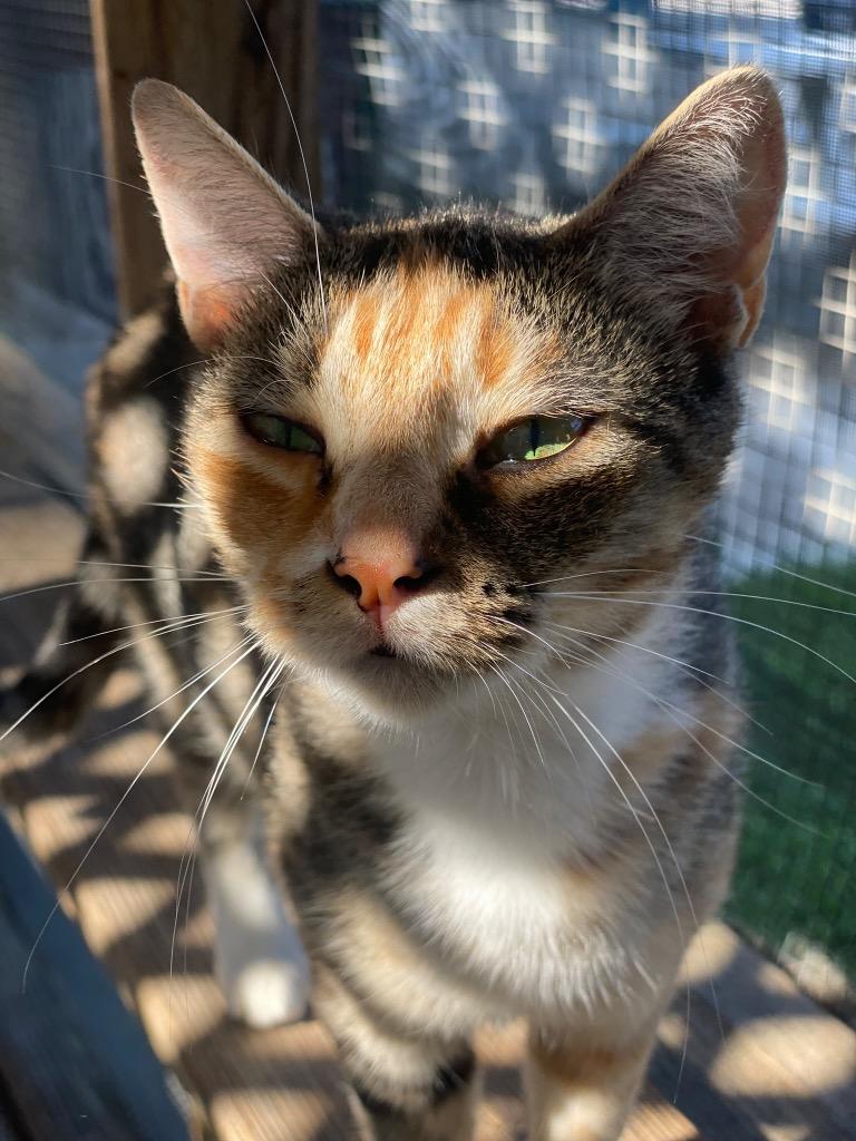 Meringue, Adoptable, Adult Female Domestic Short Hair.