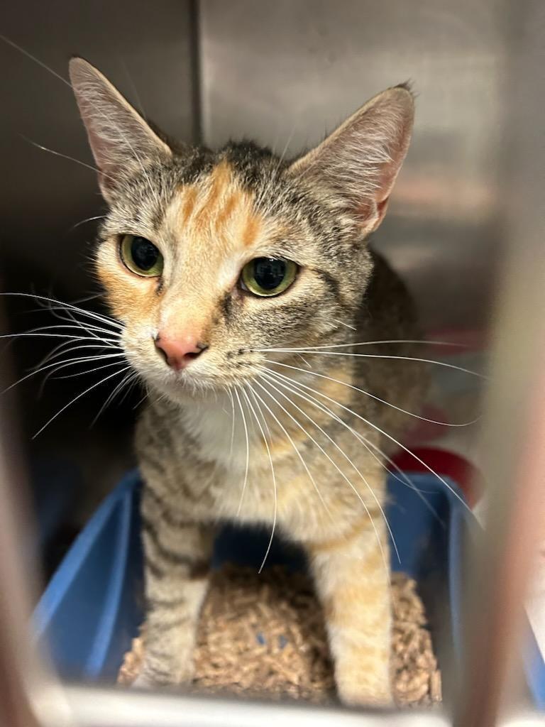 Enlarge Meringue, a Adoptable mixed breed in Berlin, MD image 5/6