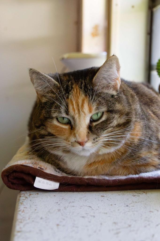 Enlarge Meringue, a Adoptable mixed breed in Berlin, MD image 5/6