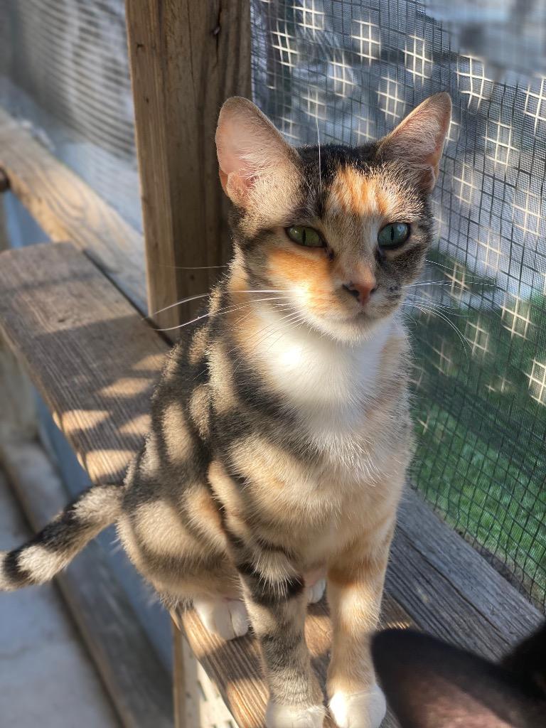 Enlarge Meringue, a Adoptable mixed breed in Berlin, MD image 6/6