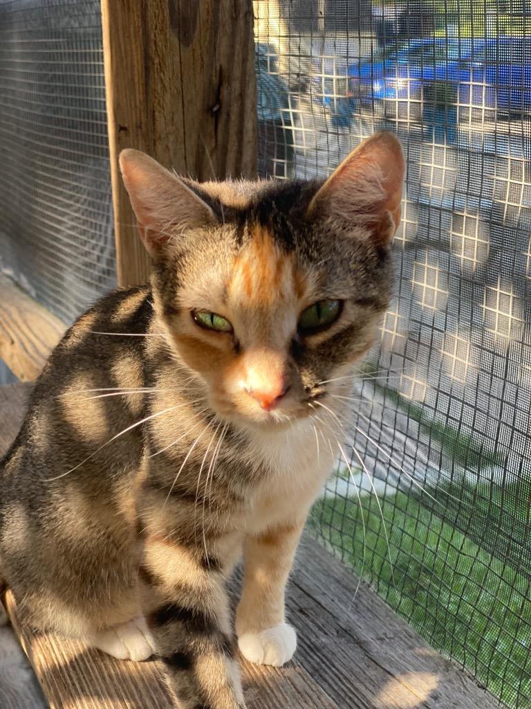 Enlarge Meringue, a Adoptable mixed breed in Berlin, MD image 6/6