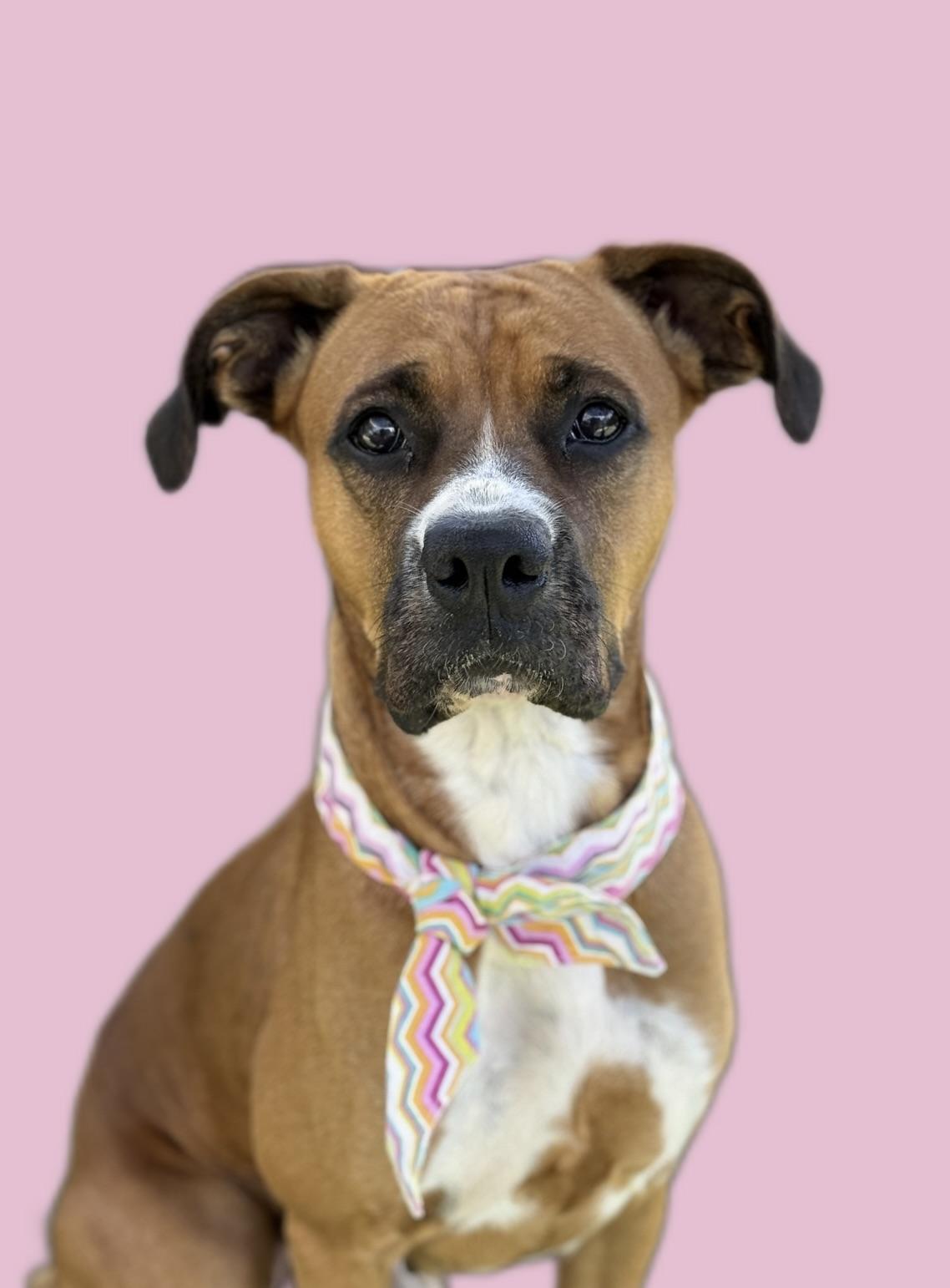 Molly, a Adopted Boxer in Rancho Palos Verdes, CA image 1/6