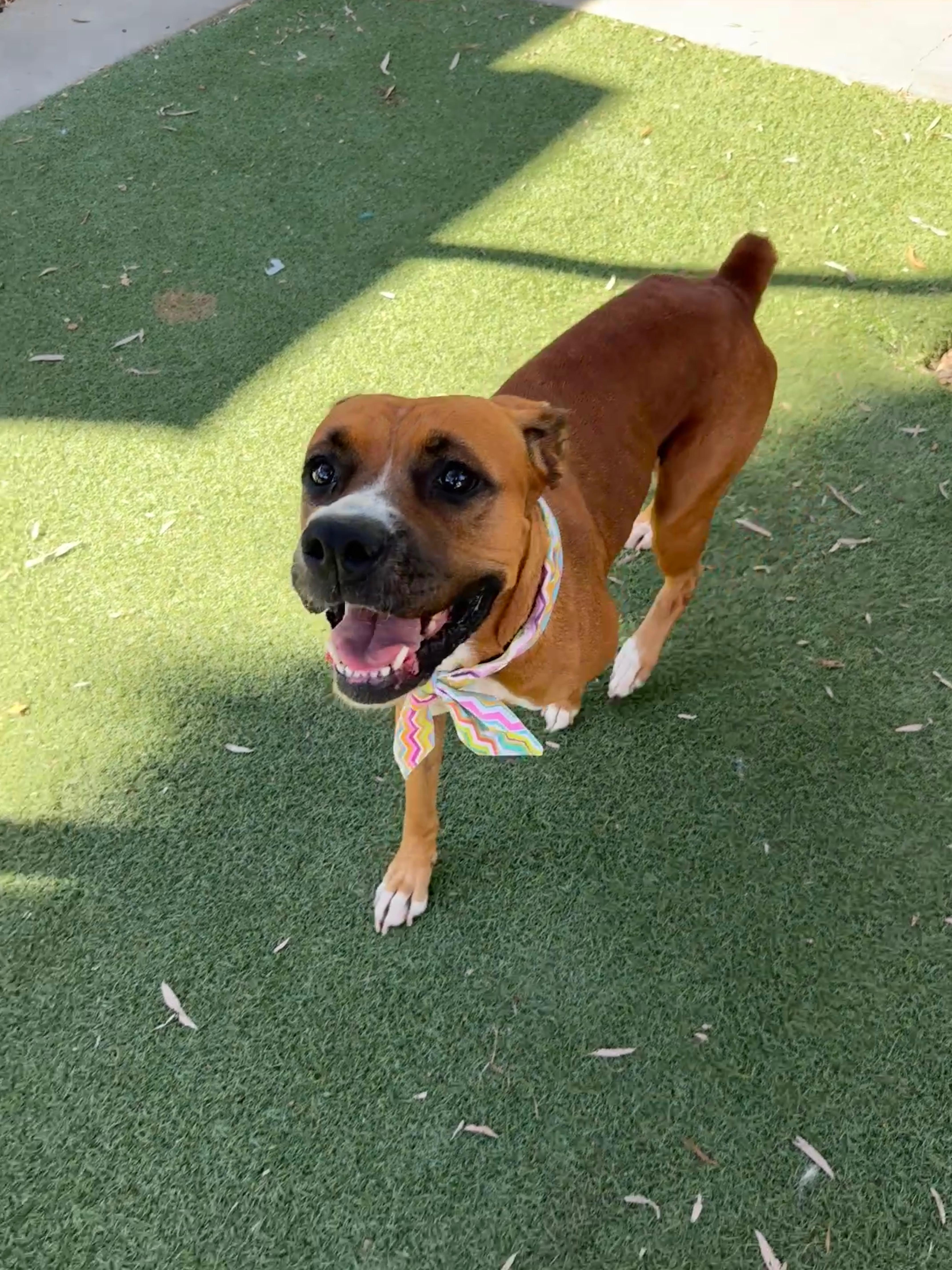 Molly, a Adopted Boxer in Rancho Palos Verdes, CA image 4/6