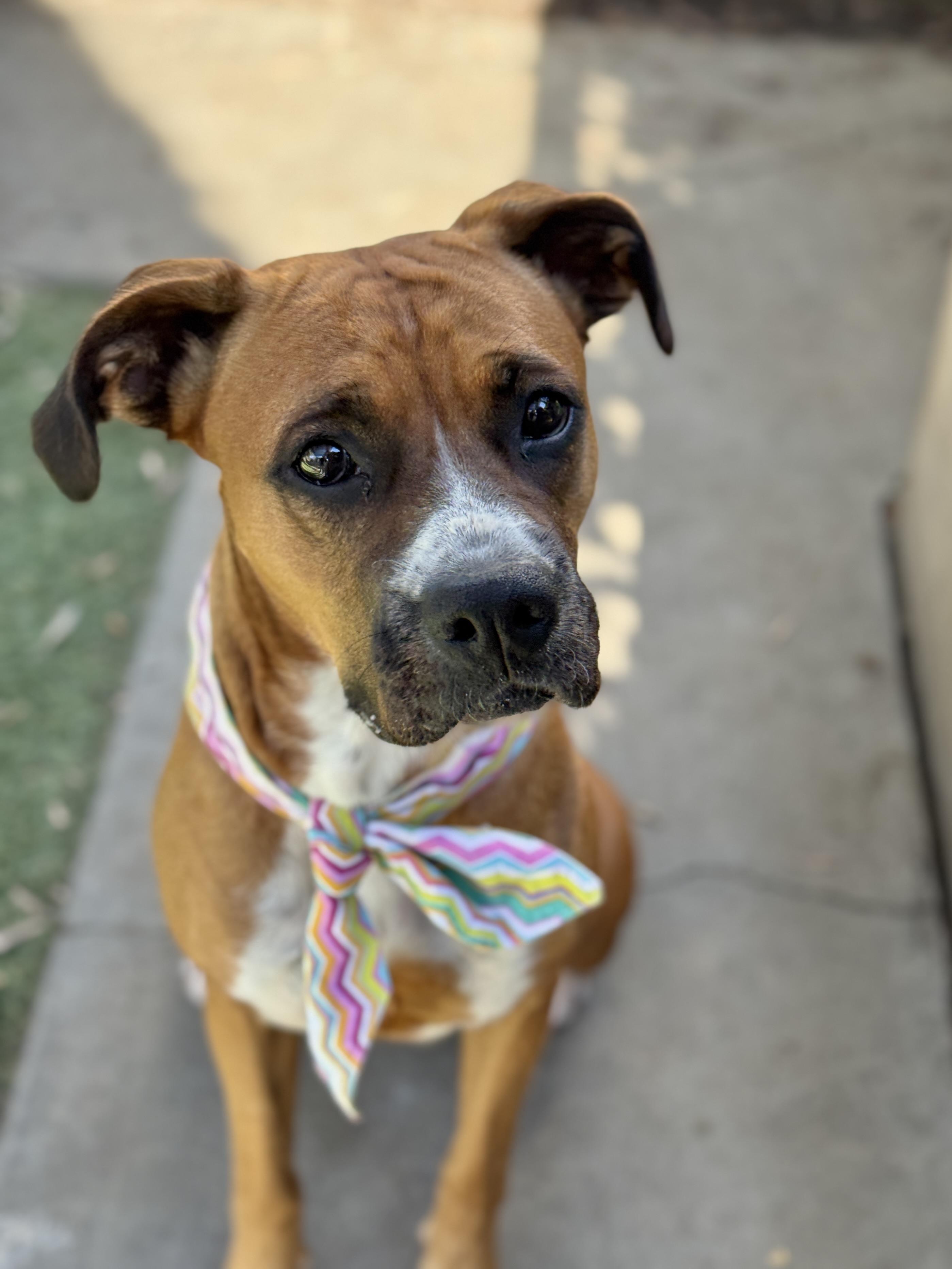 Molly, a Adopted Boxer in Rancho Palos Verdes, CA image 6/6