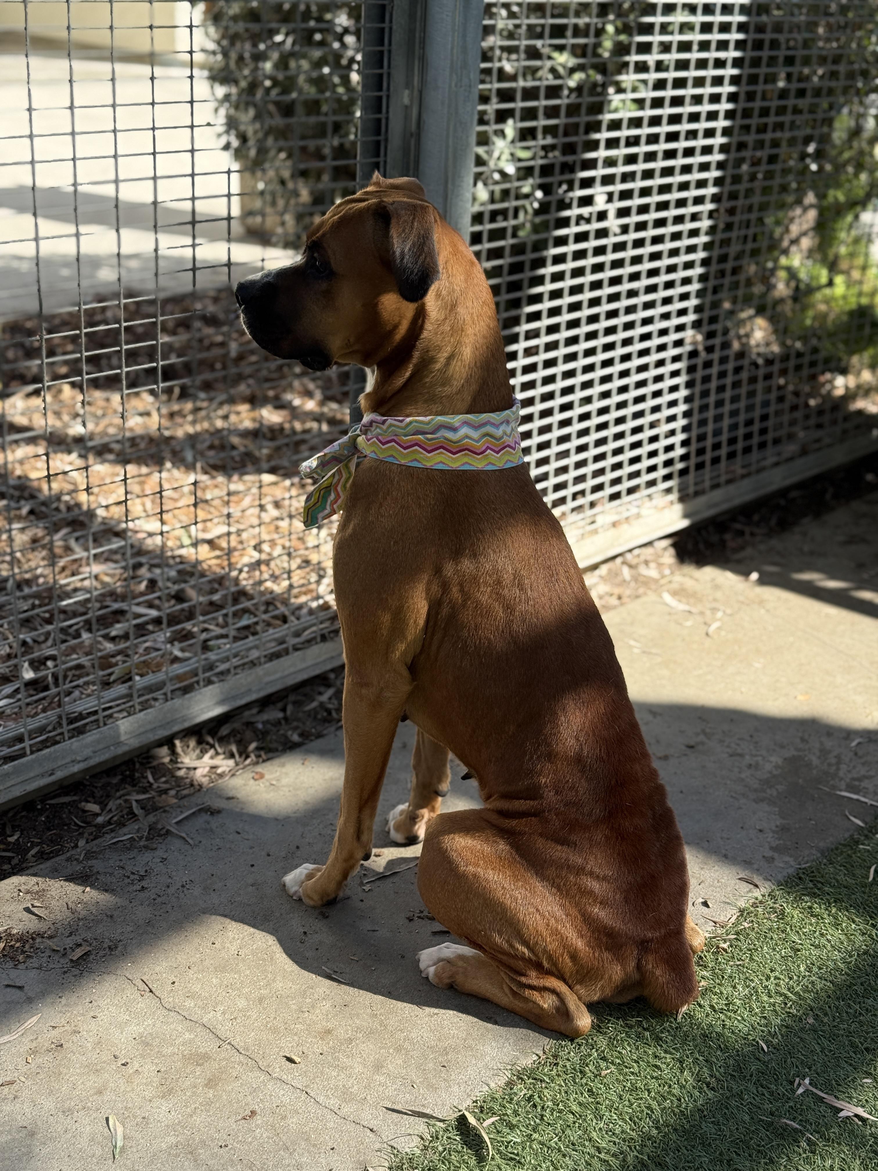 Molly, a Adopted Boxer in Rancho Palos Verdes, CA image 5/6