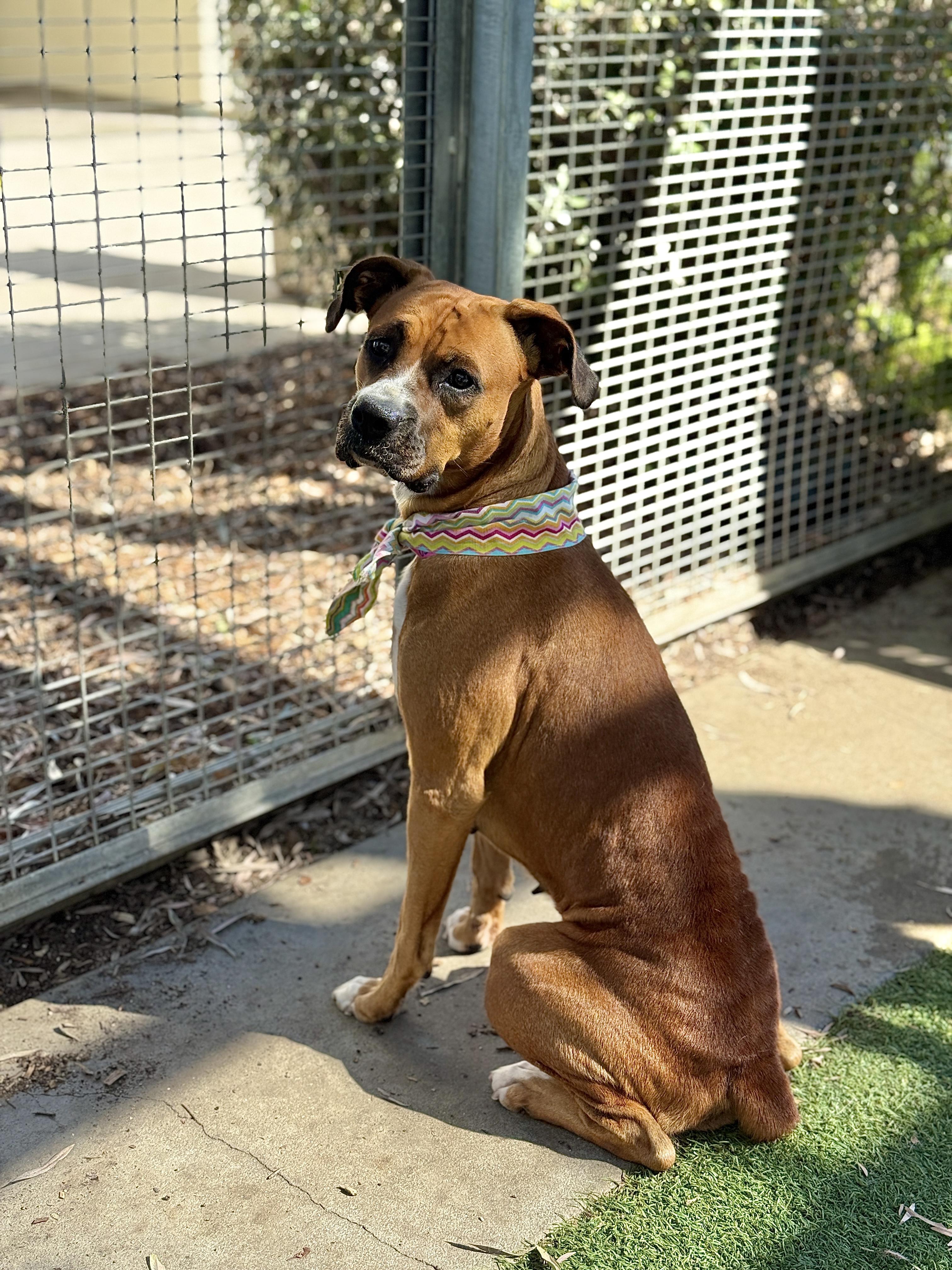 Molly, Adopted, Adult Female Boxer.