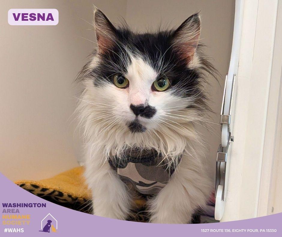 Enlarge Vesna, an adopted mixed breed in Eighty Four, PA image 1/1