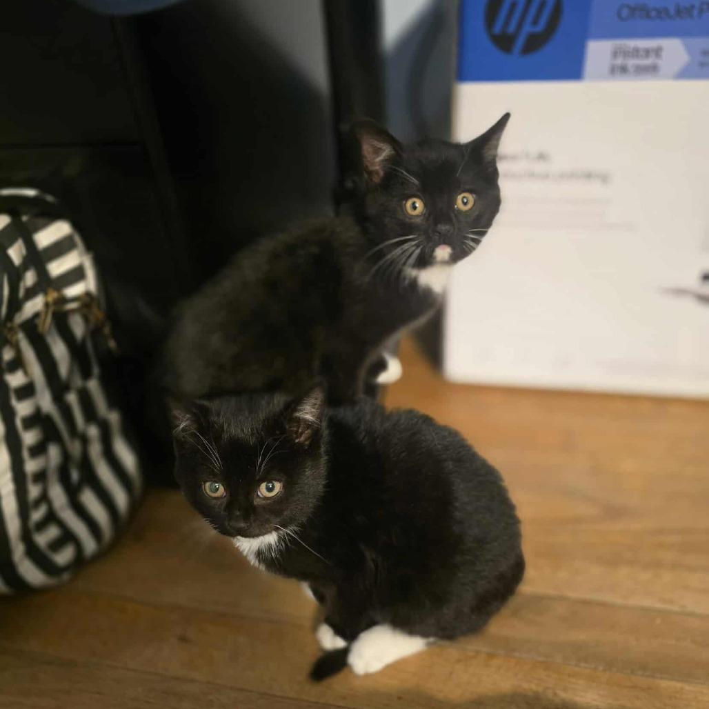 Mickey, Adoptable, Kitten Male Domestic Short Hair.