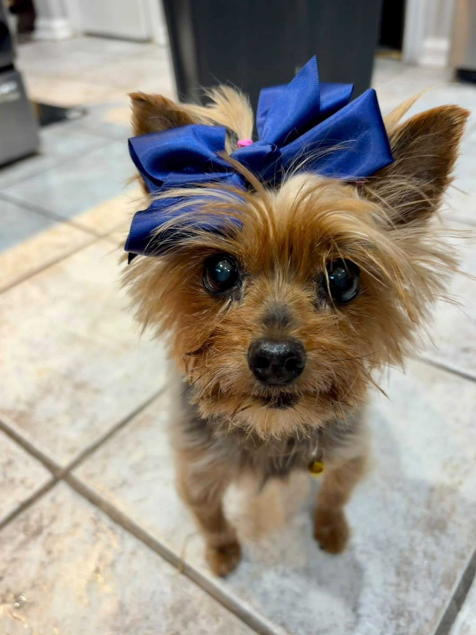 Enlarge Penny - ADOPTED!!, a Adopted Yorkshire Terrier in Arlington, VA image 1/3