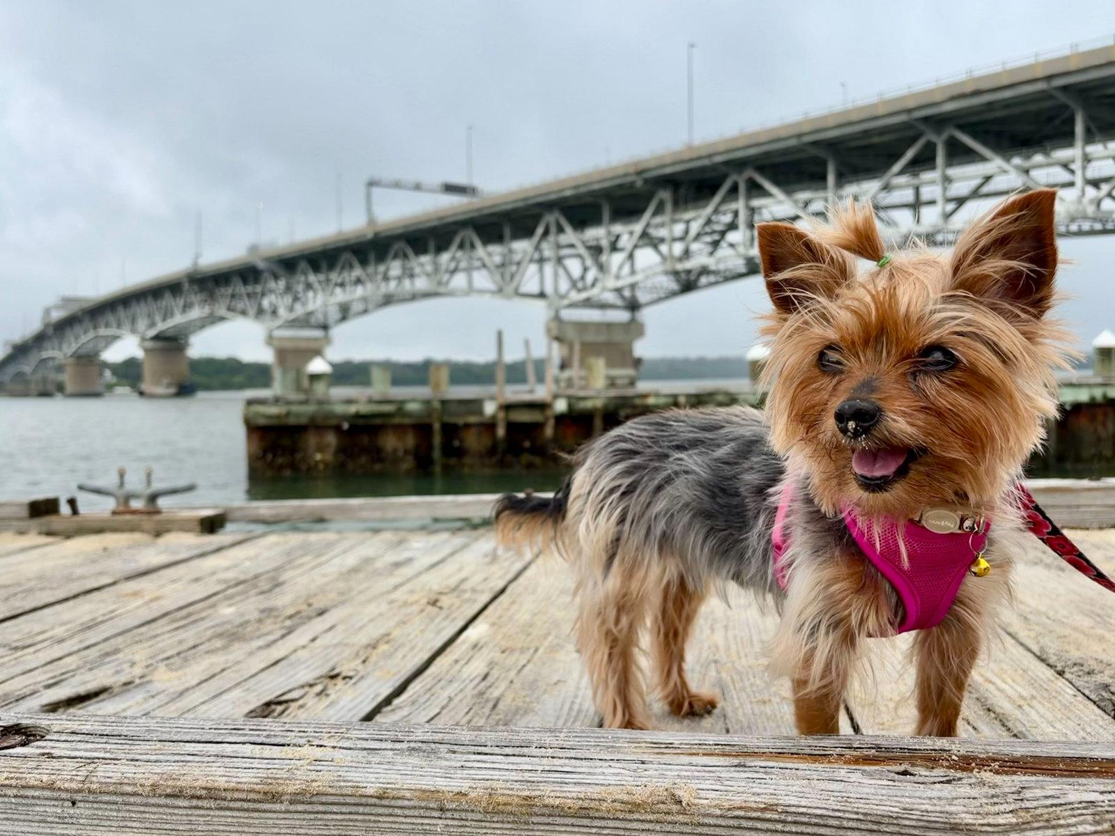 Enlarge Penny, a Adoptable Yorkshire Terrier in Arlington, VA image 1/3