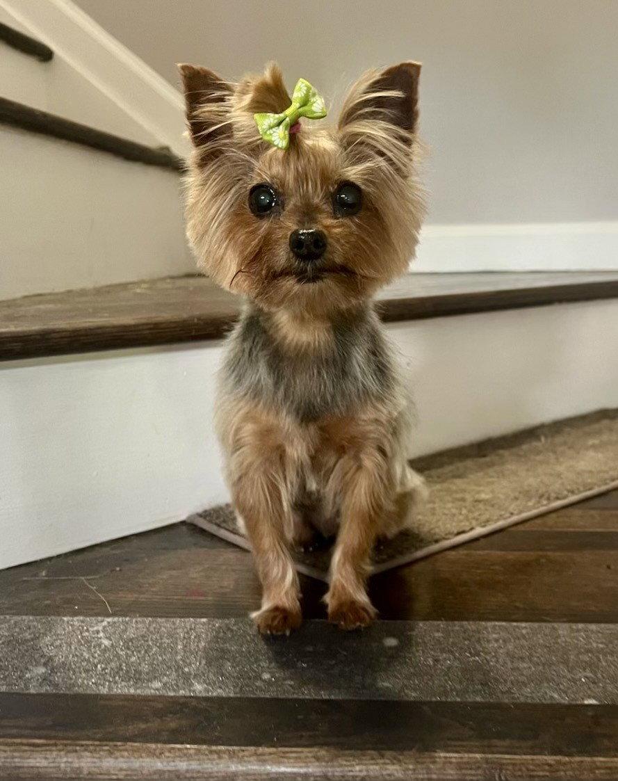 Enlarge Penny - ADOPTED!!, a Adopted Yorkshire Terrier in Arlington, VA image 2/3