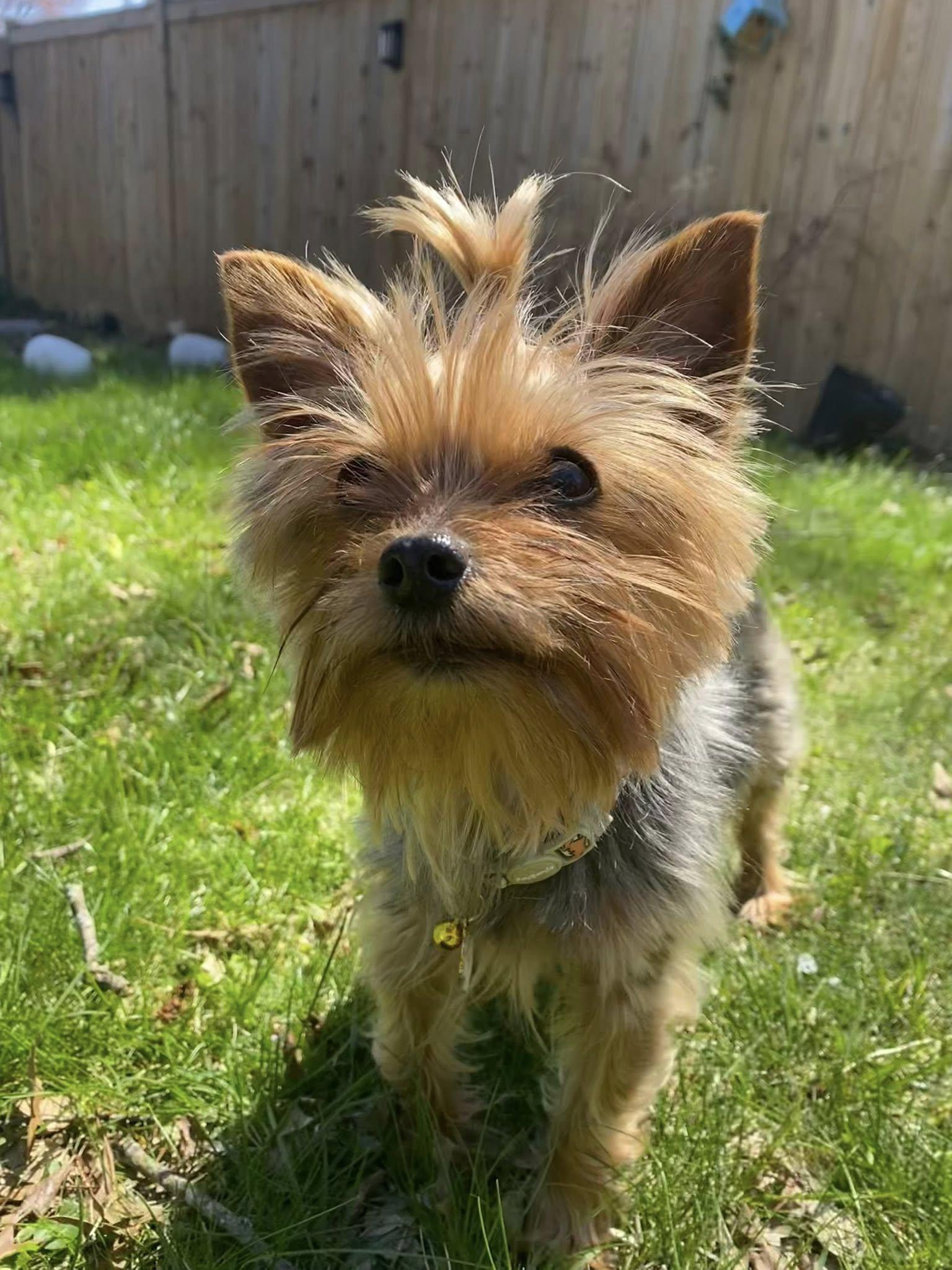 Enlarge Penny, a Adoptable Yorkshire Terrier in Arlington, VA image 2/3