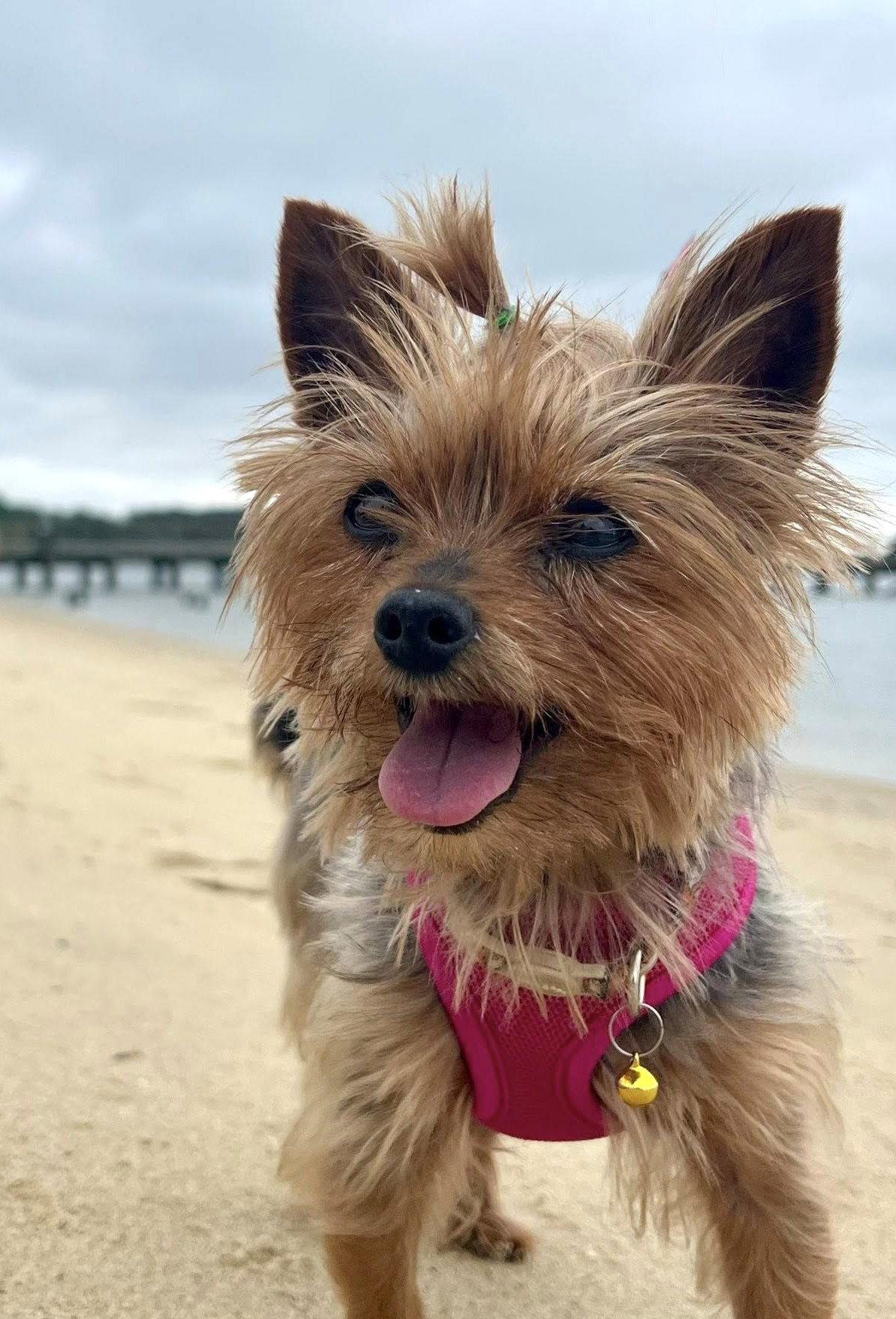 Enlarge Penny, a Adoptable Yorkshire Terrier in Arlington, VA image 3/3