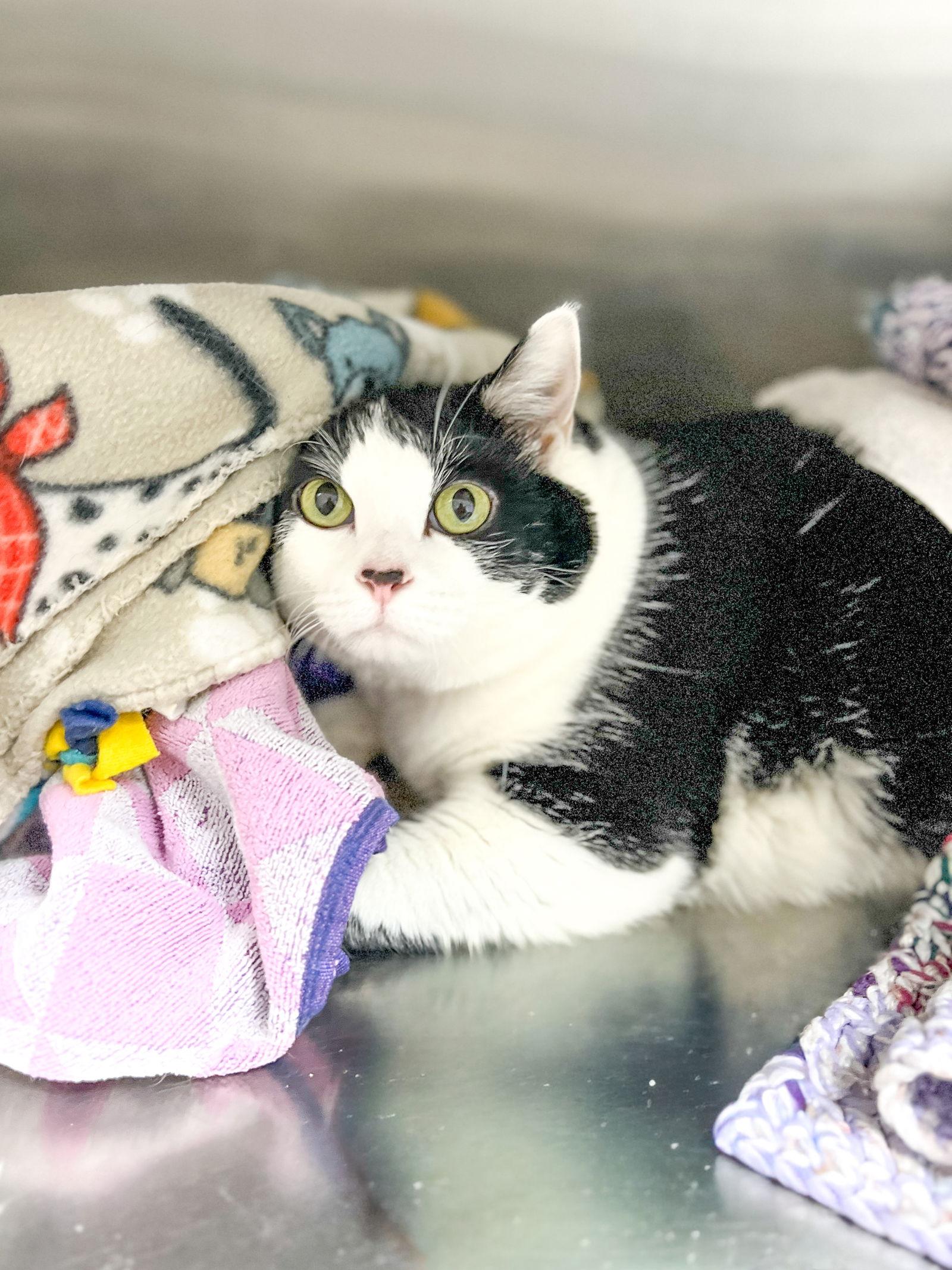 Tres (in foster), Adoptable, Adult Female Tuxedo.