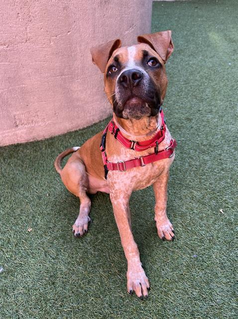 Enlarge RIGBY, a Adoptable mixed breed in San Francisco, CA image 1/1