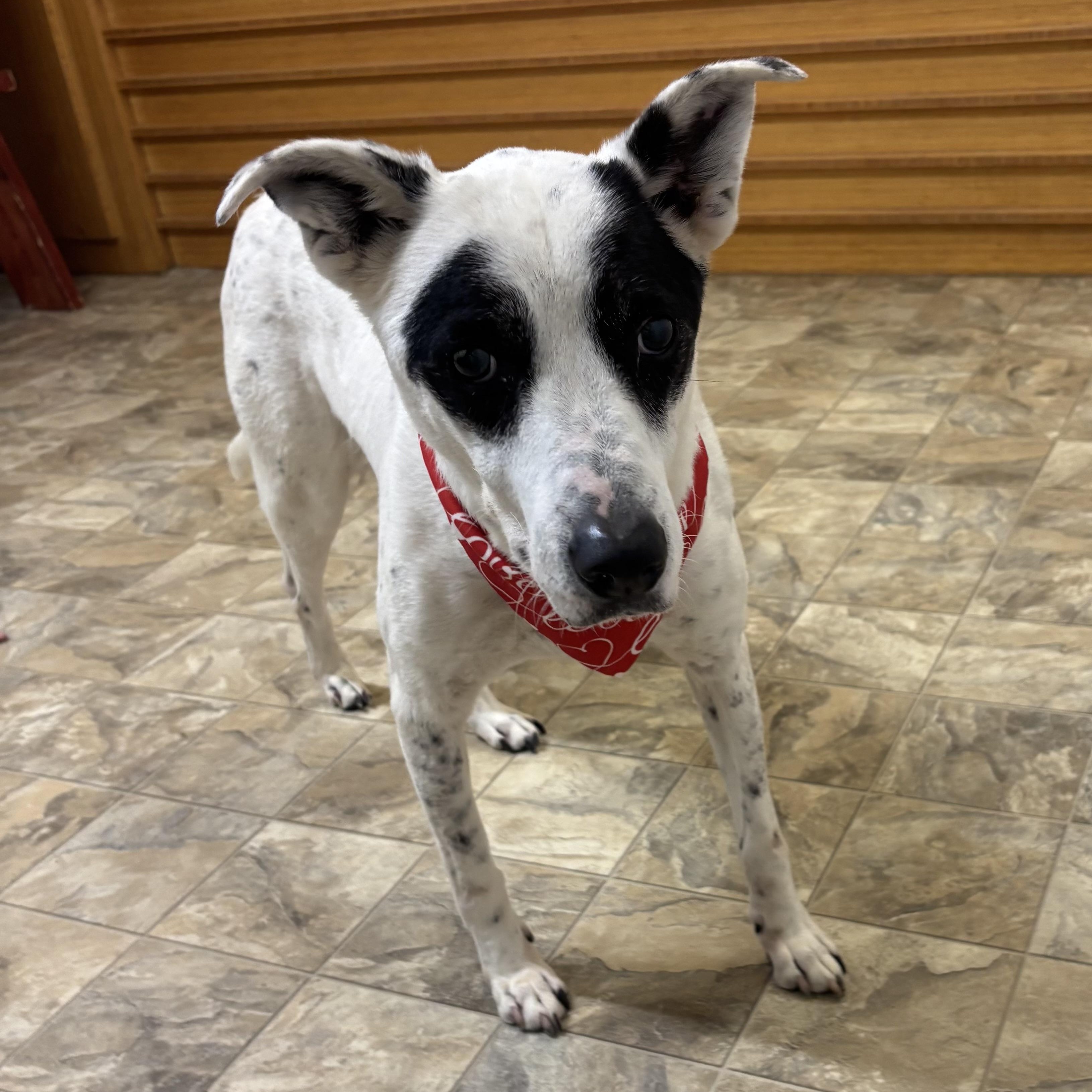 Enlarge Dot, a Adoptable mixed breed in Pilot Point, TX image 1/2