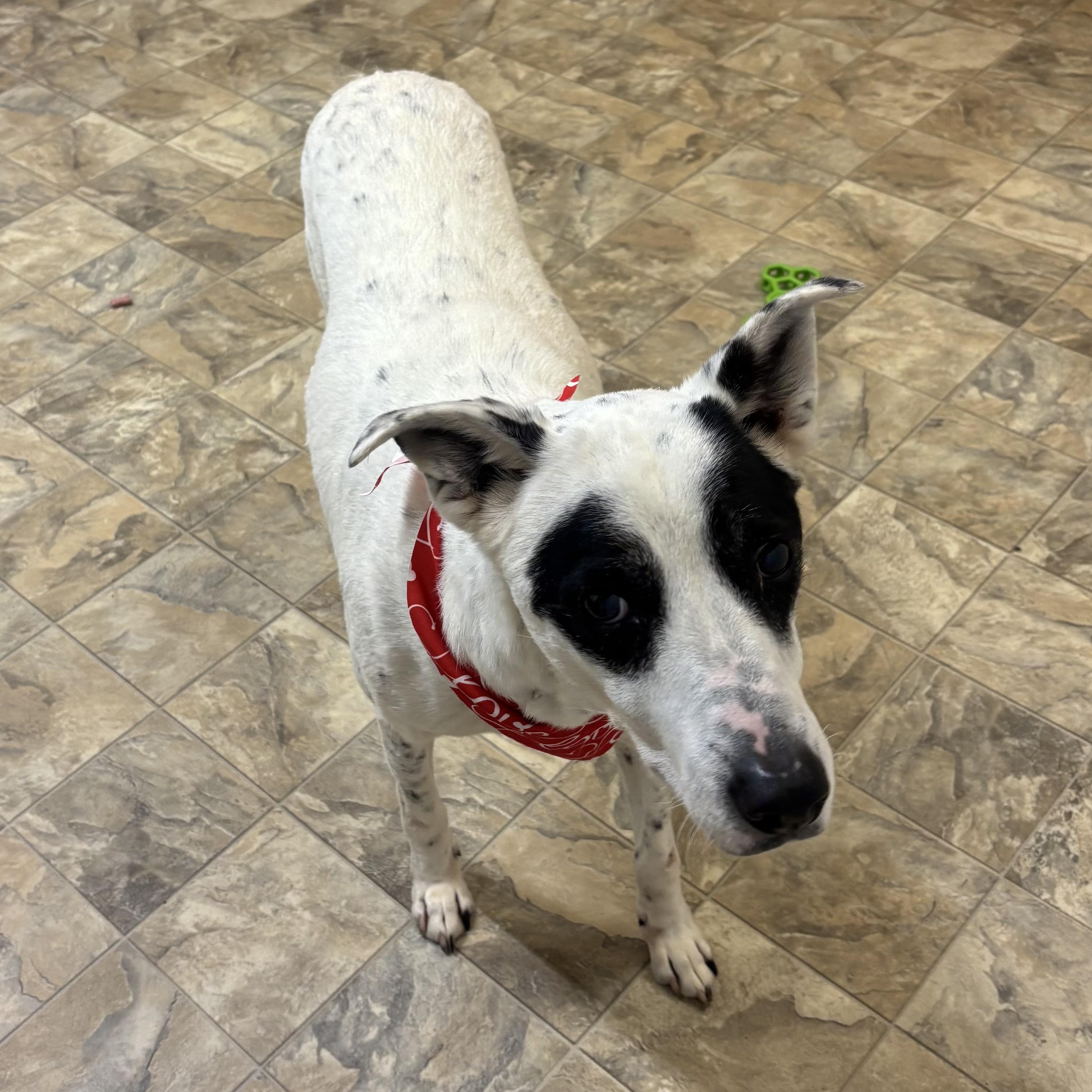 Enlarge Dot, a Adoptable mixed breed in Pilot Point, TX image 2/2