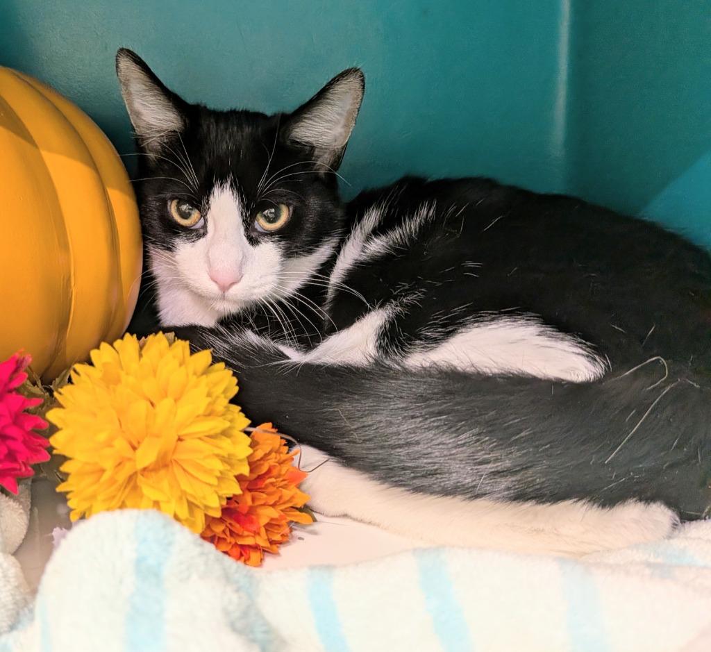 Delta, Adoptable, Young Male Domestic Short Hair.