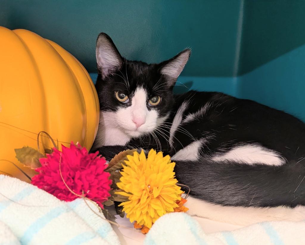 Enlarge Delta, a Adoptable mixed breed in Bryant, AR image 2/3