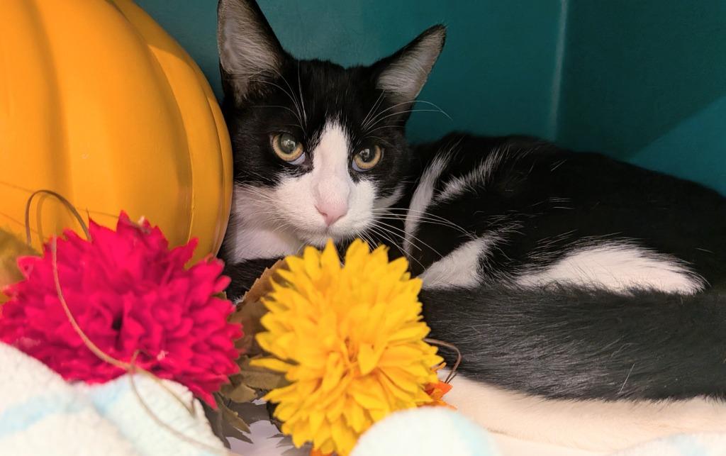 Enlarge Delta, a Adoptable mixed breed in Bryant, AR image 3/3