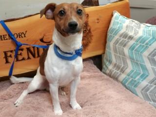 Enlarge Teddy Too, an adopted Jack Russell Terrier in Anaconda, MT image 3/4