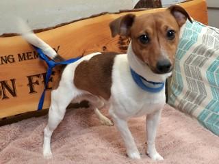 Enlarge Teddy Too, an adopted Jack Russell Terrier in Anaconda, MT image 4/4