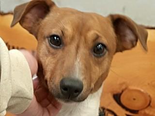 Enlarge Teddy Too, an adopted Jack Russell Terrier in Anaconda, MT image 1/4