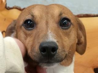 Enlarge Teddy Too, an adopted Jack Russell Terrier in Anaconda, MT image 2/4