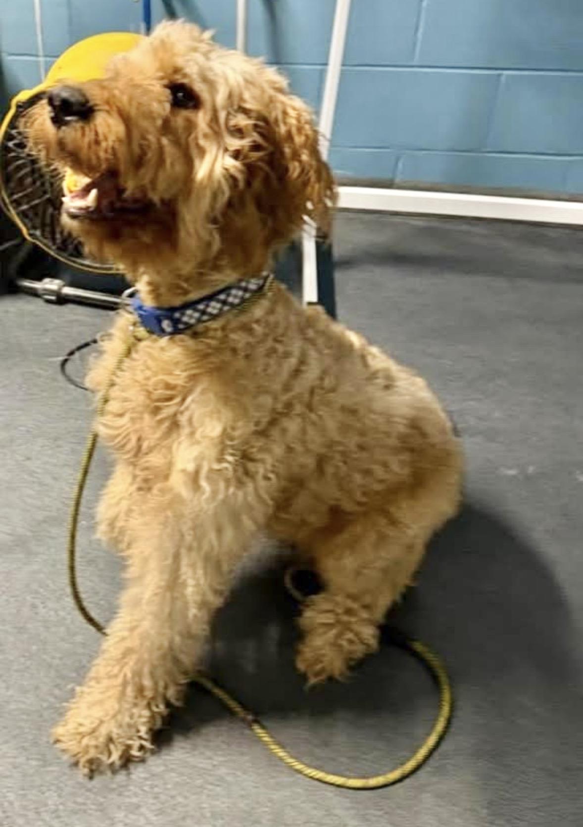 Rocco, ADOPTABLE, Young Male Goldendoodle.
