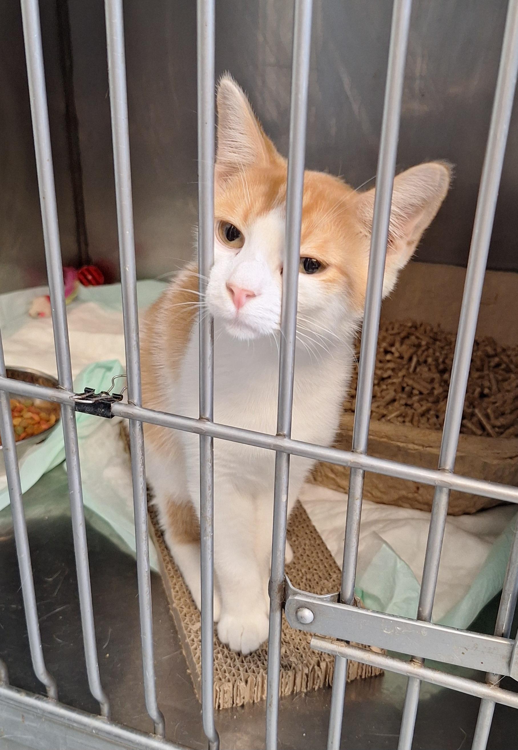 Enlarge Carmel, a Adoptable Domestic Short Hair in Stanton, KY image 2/3