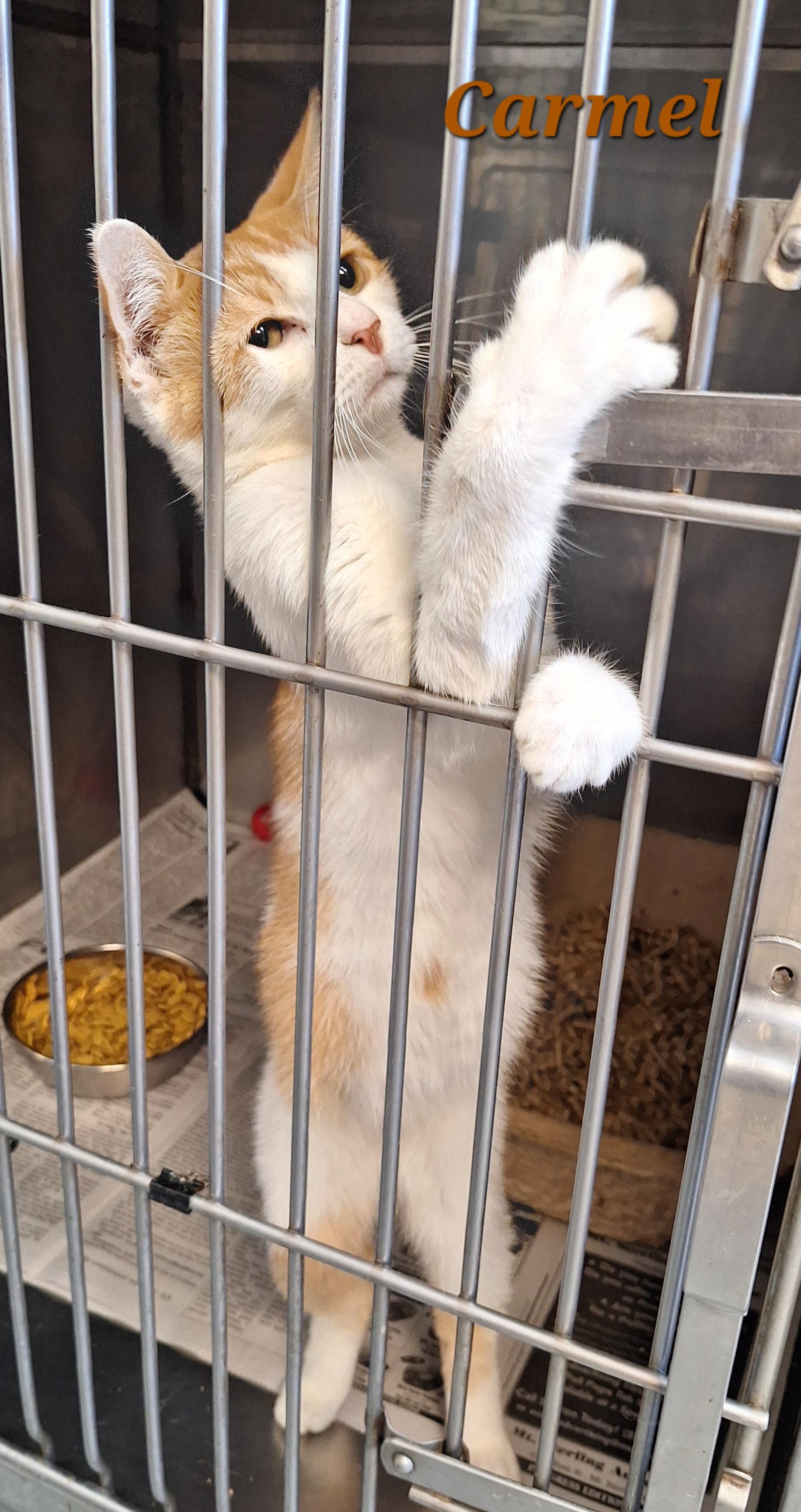 Enlarge Carmel, a Adoptable Domestic Short Hair in Stanton, KY image 1/3