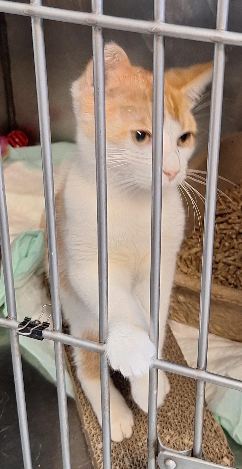 Enlarge Carmel, a Adoptable Domestic Short Hair in Stanton, KY image 3/3