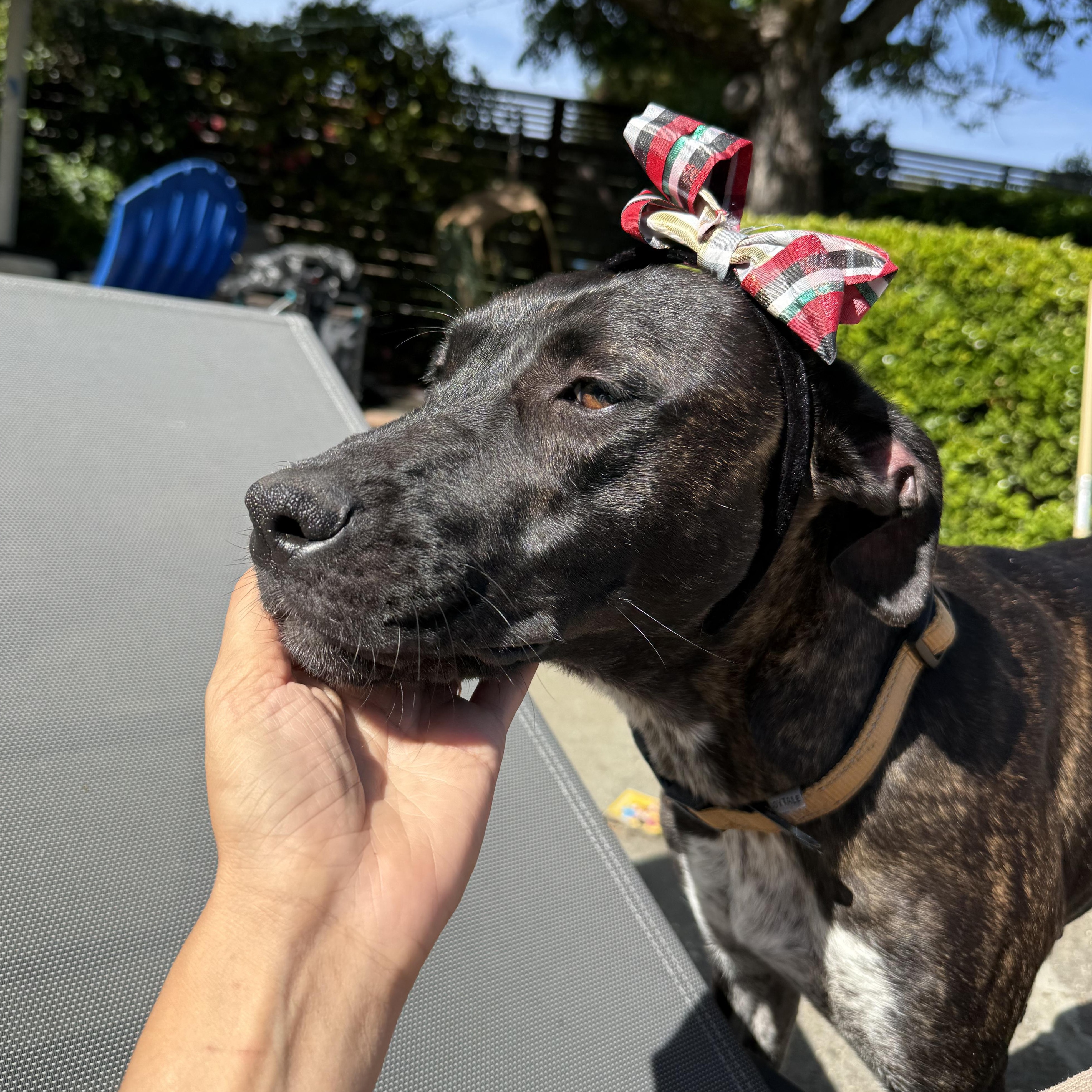 ODETTE!, a Adoptable mixed breed in South Lake Tahoe, CA image 3/3